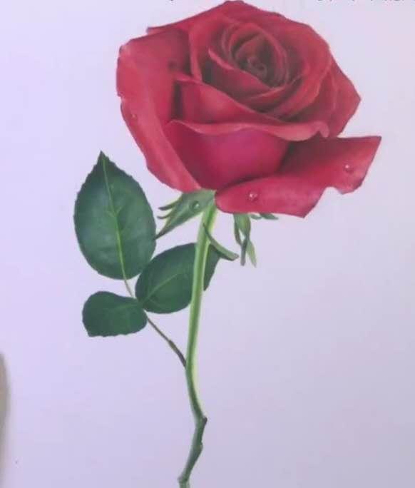 玫瑰花的简笔画，玫瑰花简笔画画法详解（教你掌握3个步骤画出“蔷薇玫瑰”）