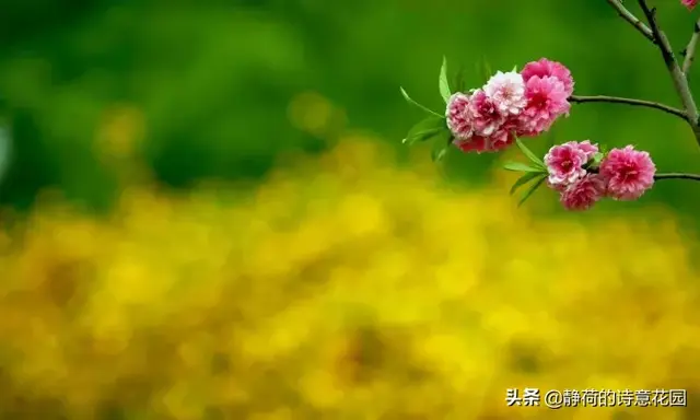 关于春天的诗歌，写给春天的诗歌仿写三年级（隔屏都感觉到了盎然生机与活力）