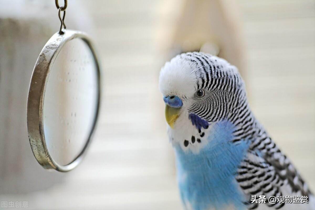 千万不要把鹦鹉放在卧室，室内养虎皮鹦鹉对人体有害吗