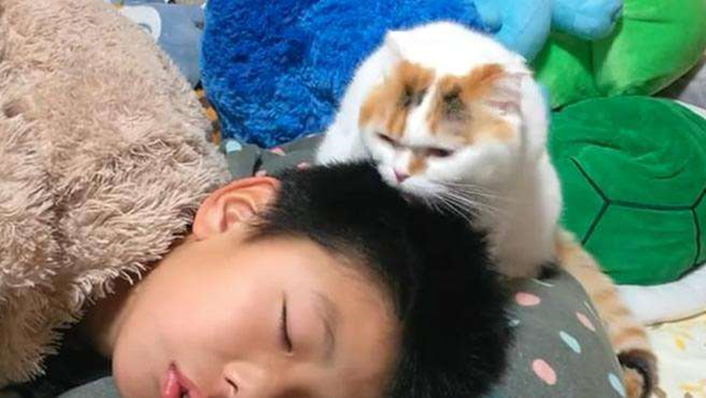 猫舔人是什么意思，猫咪为什么爱舔人（是在向你“暗示”这些事）