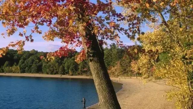 梭罗这人有脑子，海子梭罗这人有脑子赏析（梭罗制造的“瓦尔登湖”神话）