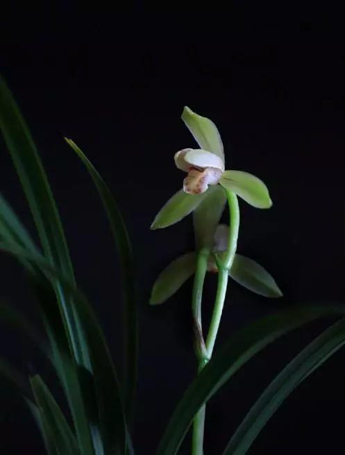 喝红酒适合发朋友圈的句子，喝红酒适合发朋友圈的句子简短（品红酒感悟人生的说说）