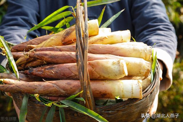 野艾蒿的功效与作用 野艾蒿的吃法，野艾蒿的功效与作用（这步再忙也不能少）