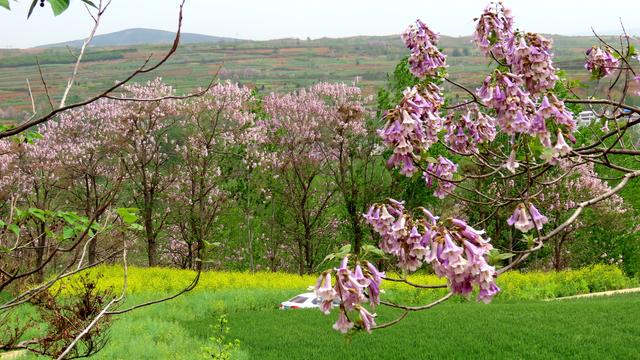 泡桐花的花语和寓意，泡桐花开不寂寞阅读答案（泡桐花开：一川春风过）