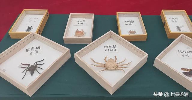 昆虫的秘密有哪些,了解昆虫世界的秘密 昆虫的秘密有哪些,了解昆虫世界的秘密