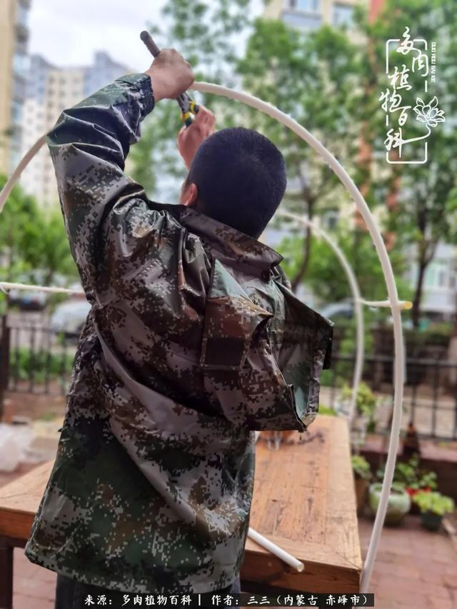 雪候鸟是什么意思，雪候鸟歌词表达什么意思（多肉于我从来不是锦上添花）