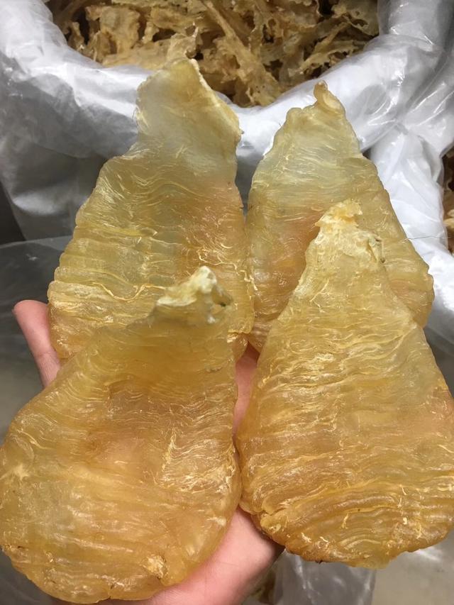 鳕鱼胶为什么那么便宜，鳕鱼胶和黄花胶哪个好（不妨试试这几种便宜的花胶）