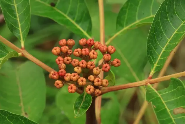 茱萸是什么东西，遍插茱萸少一人茱萸是什么东西（茱萸有什么功效）