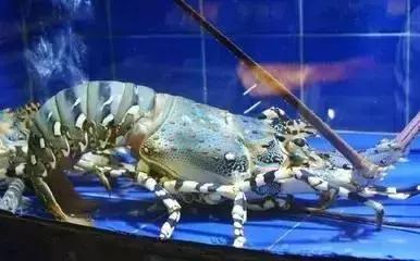 请问清炸小扒皮鱼的做法，炸小剥皮鱼的做法大全（今后再也不怕不认识海鲜了）