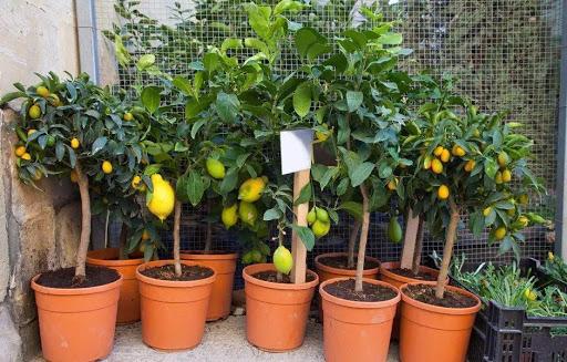 芒果核可以种吗，芒果核能种出来芒果吗（吃剩下的种子不要扔）