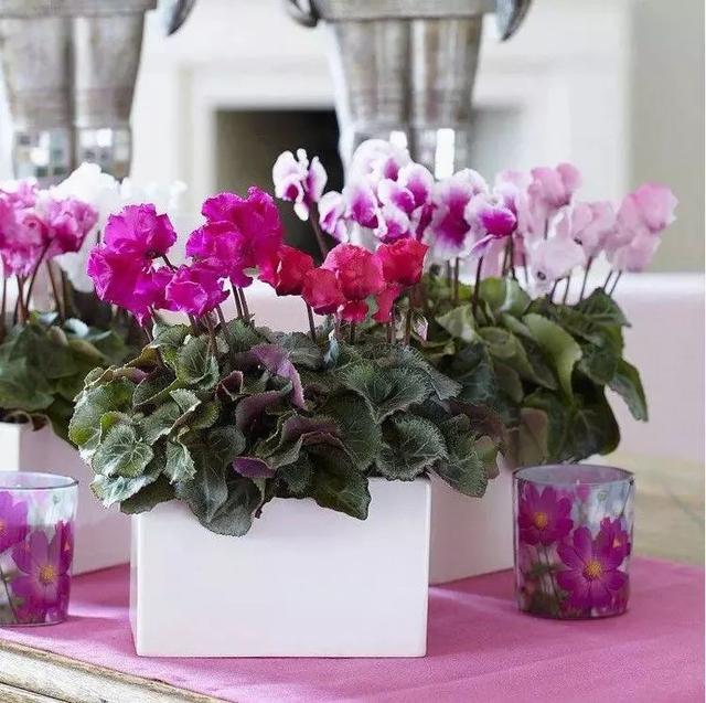 一帆风顺花有毒吗，一帆风顺花草有毒吗（家里养了宠物的朋友）