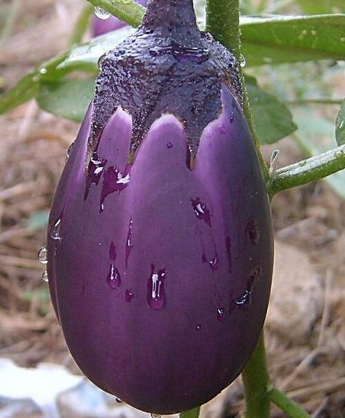 圖片[4]-秋冬換季 為了身體健康這些堿性食物要多吃-起舞食譜網(wǎng)