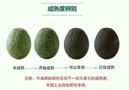 牛油果怎么看熟不熟，牛油果是什么样的图片（为什么牛油果不好吃还巨贵）
