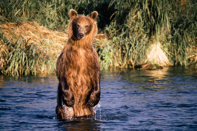 熊喜欢吃什么食物，熊吃什么食物（遇熊装死能不能躲过一劫）
