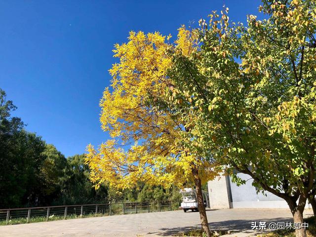 白蜡树种植方法及注意事项，但在种植过程中有几个问题需要特别注意