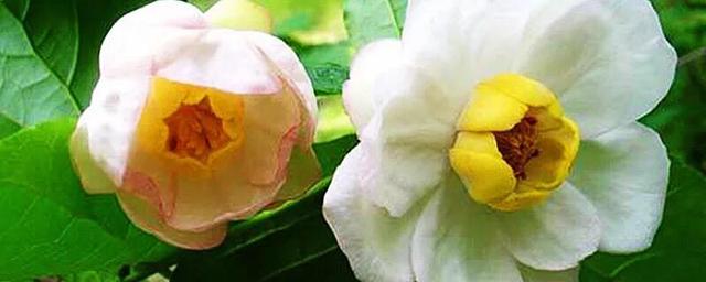 夏腊梅，美国夏腊梅，这种国家珍稀花正是结果期（美国夏腊梅什么价格）