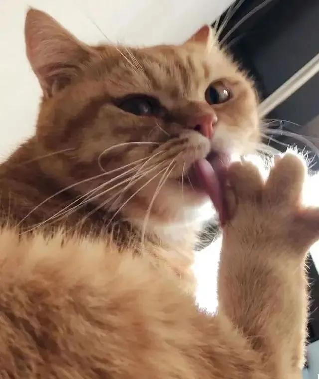 可爱表情包.抱我的小猫腿舔我的jio，微信头像，可爱表情包.抱我的小猫腿舔我的jio（却把评论区逼成了恋jio癖哈哈哈）