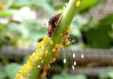 益虫资料简单介绍，介绍一种益虫（认识田间益虫不要误伤友军）