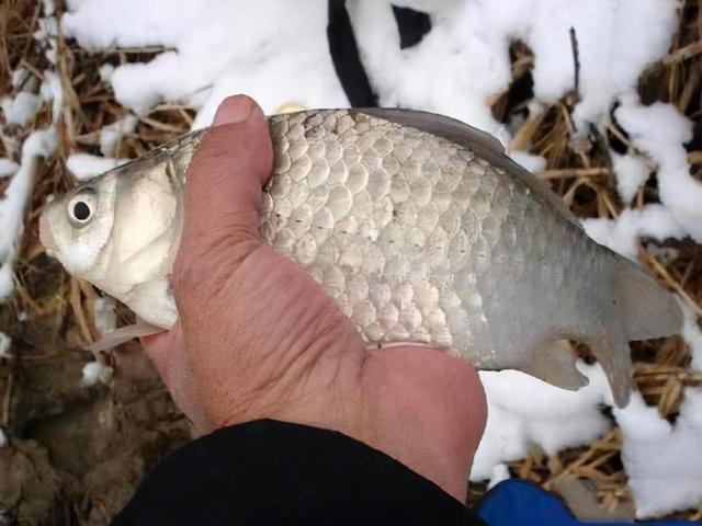野钓哪些小药比较好，哪种小药野钓效果好（冬钓想要渔获好）