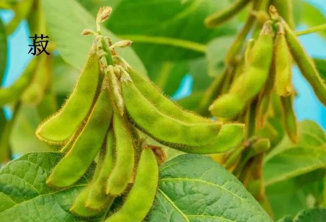 六畜是哪六畜,六畜是什么(让我们一起走进国学馆) 六畜是哪六畜,六畜是什么(让我们一起走进国学馆)