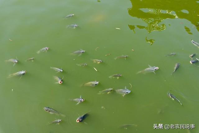 什么鱼吃鱼粪便，吃鱼粪便的鱼叫什么鱼（我国三种常见的垃圾鱼）