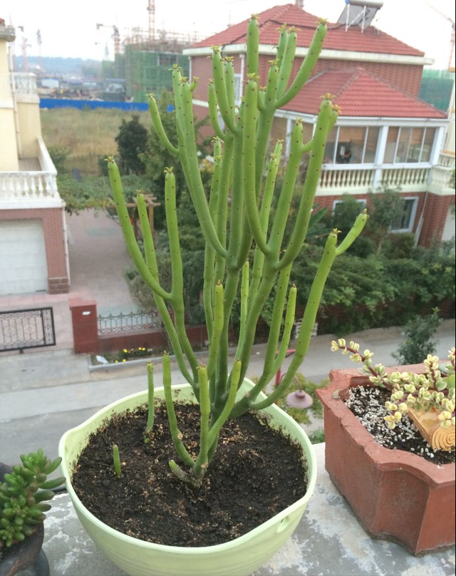 快认清“真面目”，有毒的花名字及图片