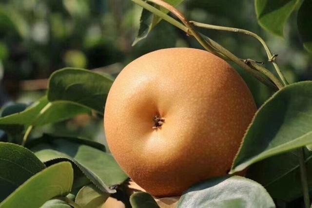 雪梨常温下能保存多久，雪梨常温能放多久（95%人会搞混品种）