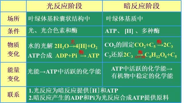 光合作用的应用，光合作用的意义（光合作用的原理和应用）