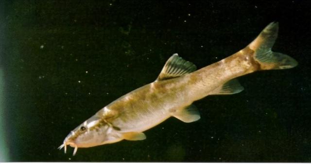 淡水观赏鱼种类，淡水观赏鱼的种类大全！（中国淡水观赏鱼图集<一>）