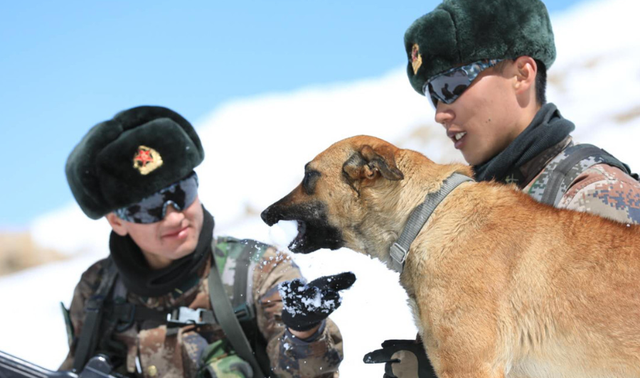 什么是纯种藏獒，原生藏獒vs纯种藏獒（现役军犬能打得过纯种藏獒吗）