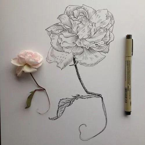 怎样用中性笔画玫瑰花好看，中性笔画花卉图片（一篇用针管笔画的植物花卉）