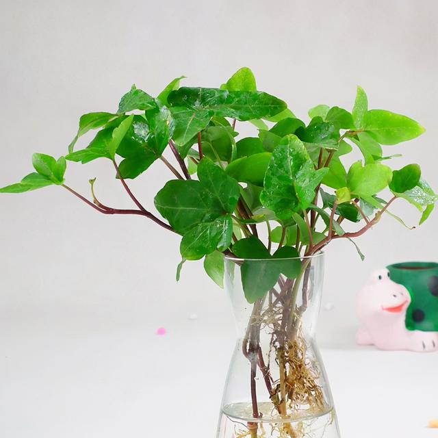水培植物，推荐4种简单易养的给你（水培植物怎么养小妙招）