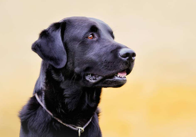 黑色拉布拉多犬，黑色拉布拉多犬成年长多大（为什么拉布拉多犬最好养黑色的）