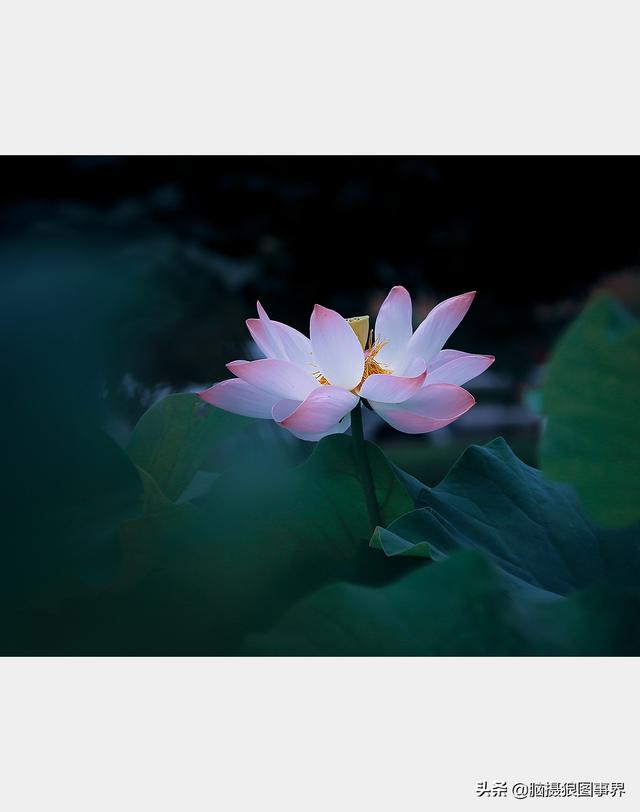 荷花图片，荷花图片大全真实照片（分享18张实拍荷花照）