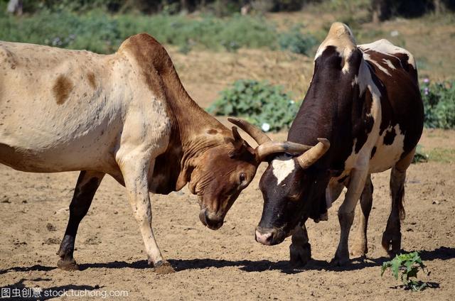 非洲最大的岛屿，非洲最大的岛屿叫什么（非洲最大的岛——马达加斯加岛）