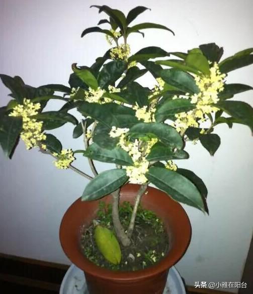 小虫怎么消灭小窍门，小飞虫怎么消灭最简单的方法厨房（花盆里有小虫子）