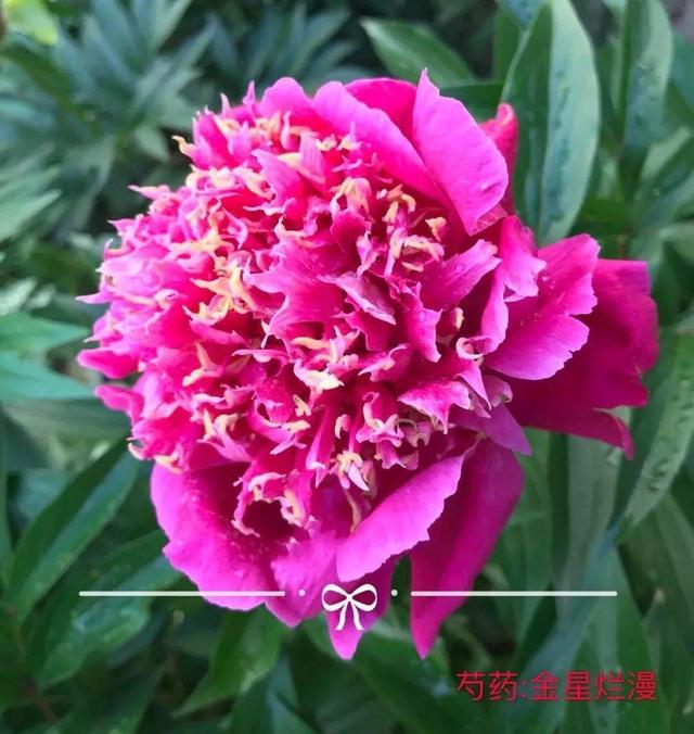 芍药不开花的解决办法，芍药一直不开花怎么办（开花个个比拳头大）