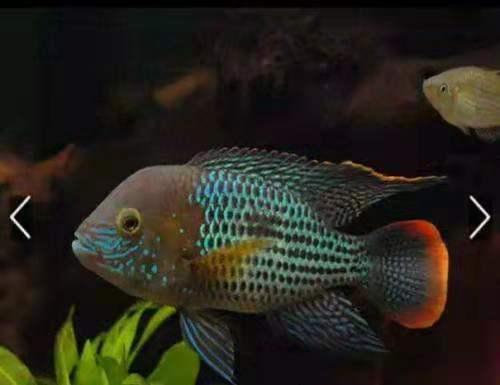 孔雀鱼为什么是鳄雀鳝的天敌，鳄雀鳝怕孔雀鱼吗（为什么很多鱼友不愿意饲养它们呢）