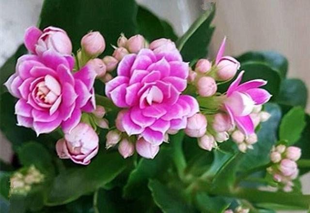 观音莲的花语，观音菩萨与莲花的寓意（守护你的小幸福）