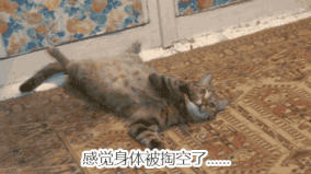 猫一天吃多少猫粮，成年猫一天吃多少猫粮（猫一顿饭要吃多少才够营养）