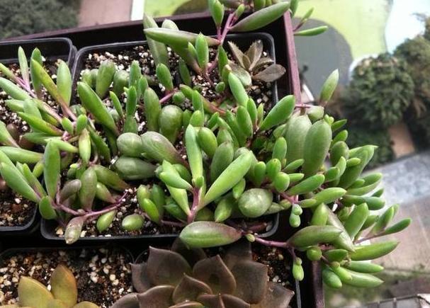 紫玄月的养殖方法和注意事项，紫玄月的养殖方法和注意事项夏季（枝叶长得快、开花更美）