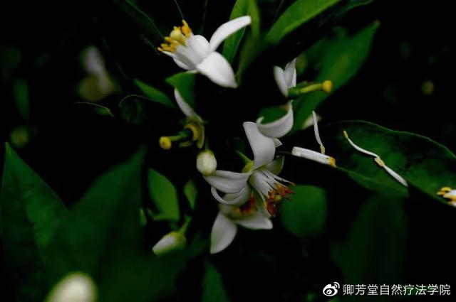 檀香精油的功效与作用，檀香精油、玫瑰、薰衣草分别的功效（赴一场心灵之约——檀香精油）