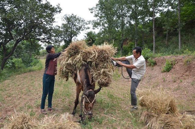 骡子是什么，骡子是什么时候出现的（如何区分马、骡子和驴）