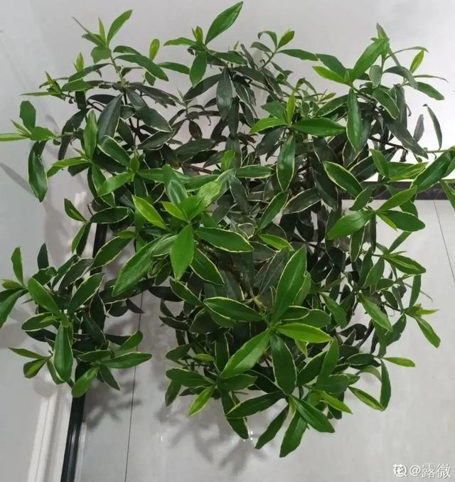 香草兰花怎么养，香兰草怎么种植（屋里养盆“香水花”）