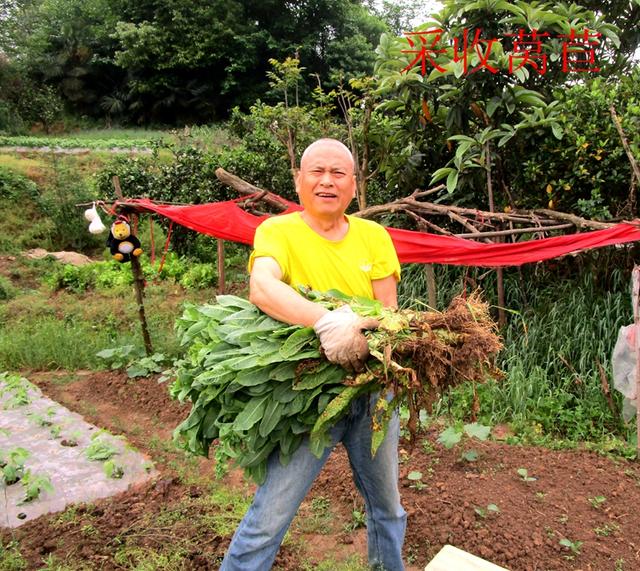 莴苣和莴笋的区别，油麦菜与莴笋的区别（蔬菜档案叶菜类<8>莴苣）