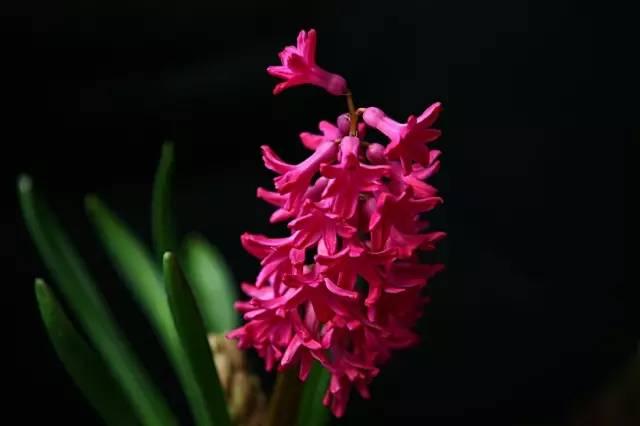 各种花的花语，各种花的花语爱情（史上最全花语大全）