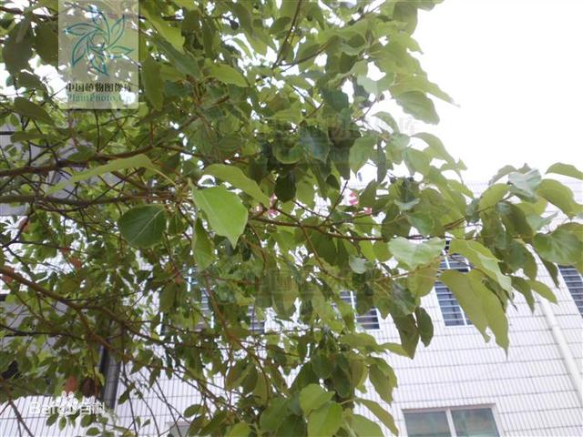 如何使肉桂叶油绿，肉桂黄叶怎么办（国家重点保护野生植物-卵叶桂）