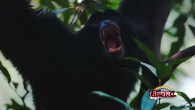 猩猩、狒狒和猴子的区别，狒狒和猩猩谁是猴科动物（是猿是猴，傻傻分不清楚）