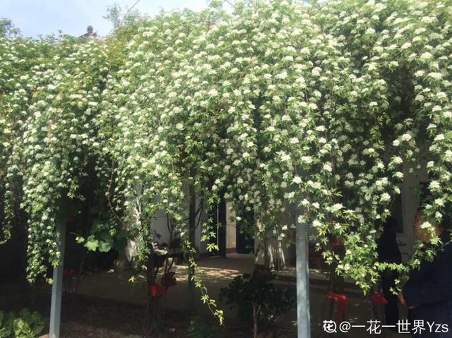 一梦两三年一花一世界网名，一梦两三年一花一世界微信昵称（千年的紫藤树···5种花越老越值钱）