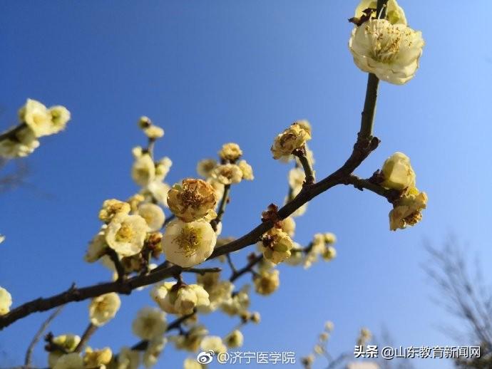 学校的一年四季（桃红柳绿枝头闹）